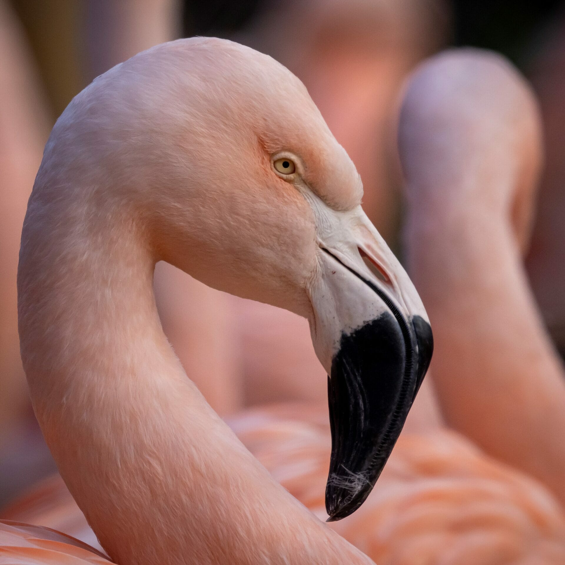 Wildlife Photography at Martin Mere WWT