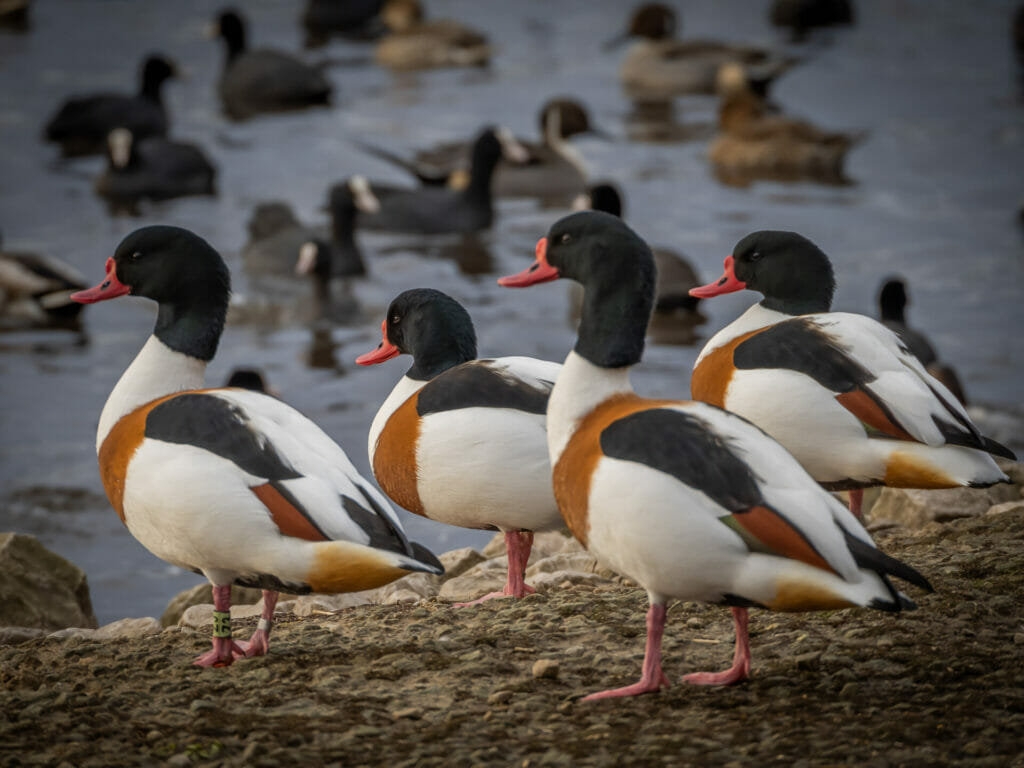 Wildlife & Bird Photography at Martin Mere WWT – Summer Mini Module with Masterclass