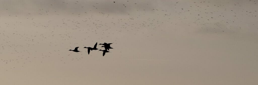 Photo of 5 birds in silhouette against a grey sky - Wildlife & Bird Photography at Martin Mere WWT – Summer Mini Module with Masterclass