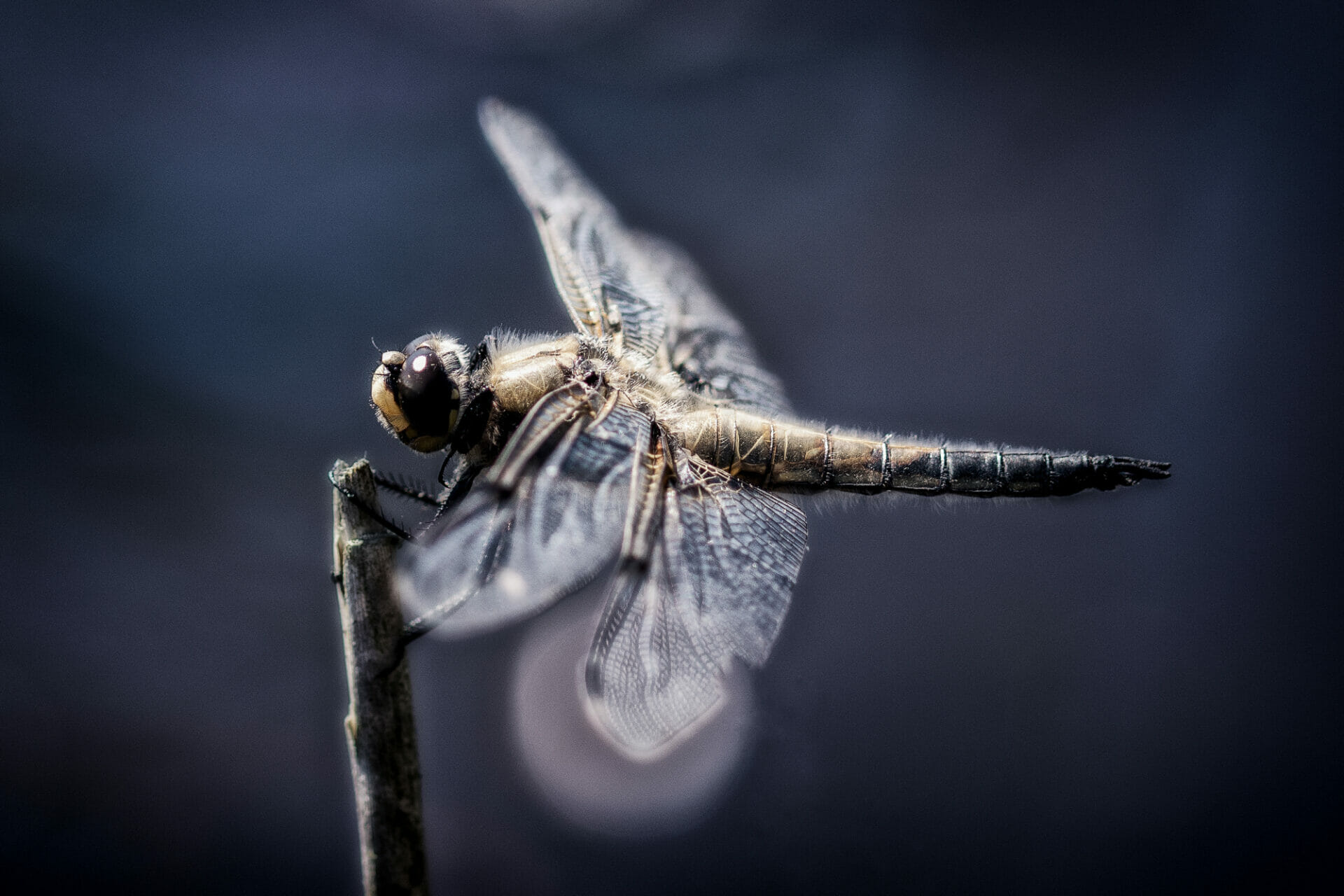 Macro Photography - Image is a flying insect landing on a stick