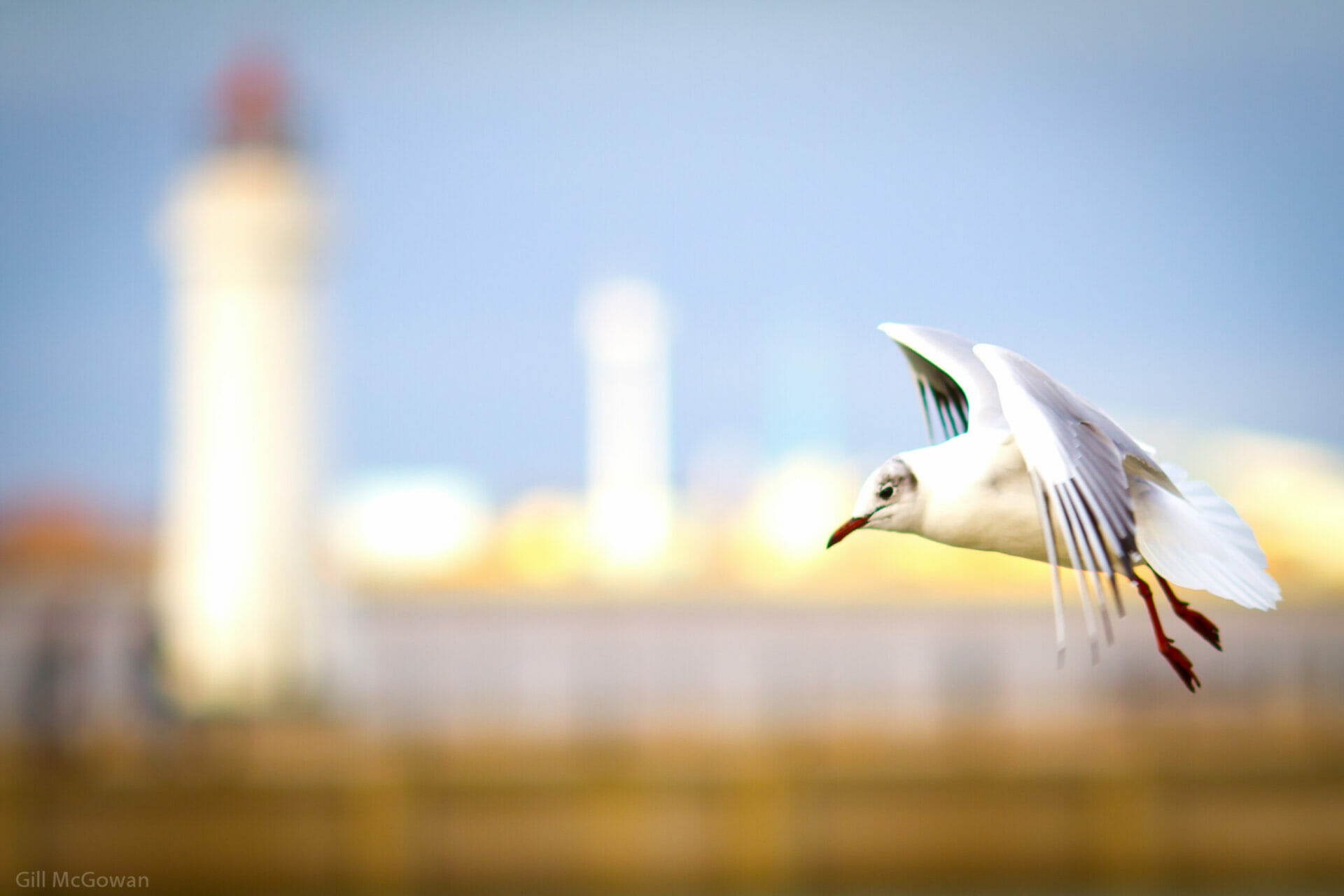 11th February 2023 - Seascape Photography - New Brighton - Gill McGowan #4